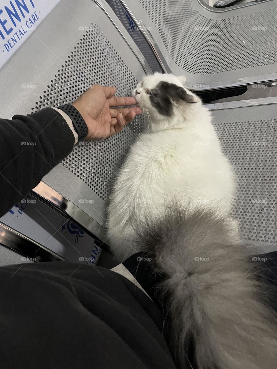 Fluffy cat of a dentist