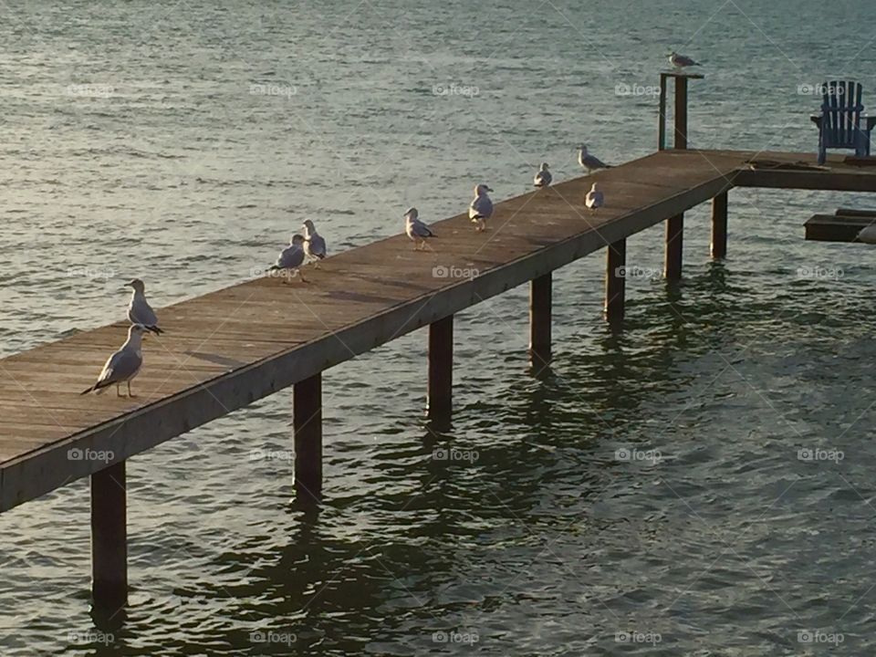 Seagull pier session 