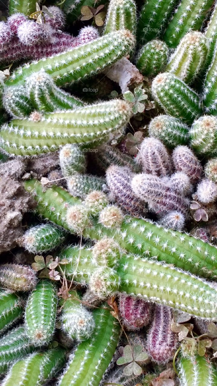 Cactus