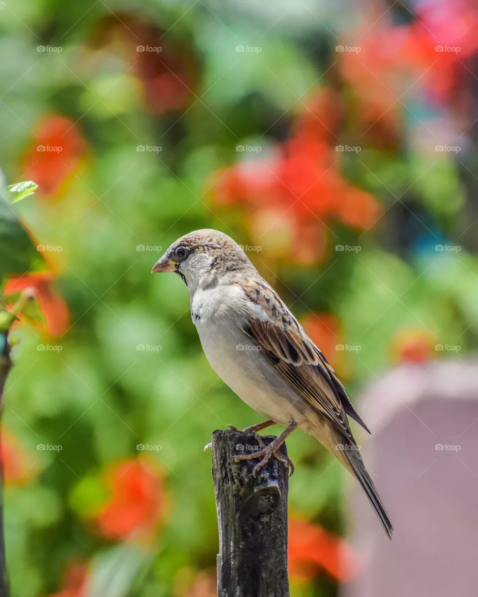 Sparrow 
