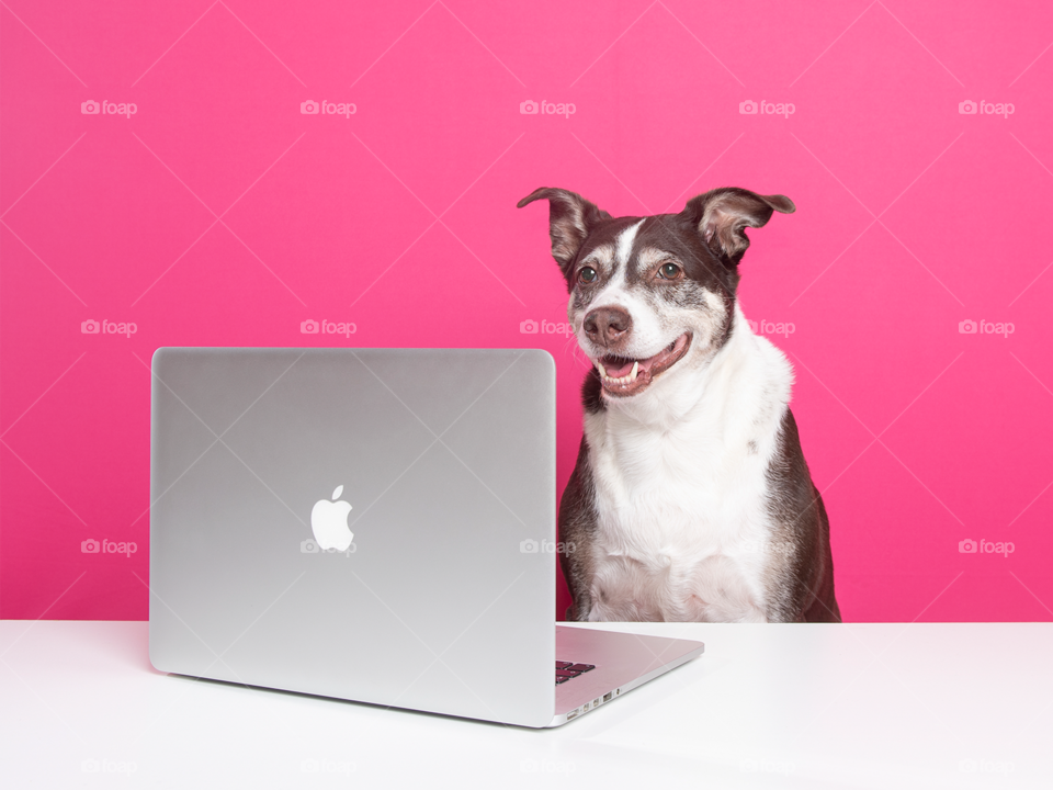 Dog with MacBook - studio - pink background