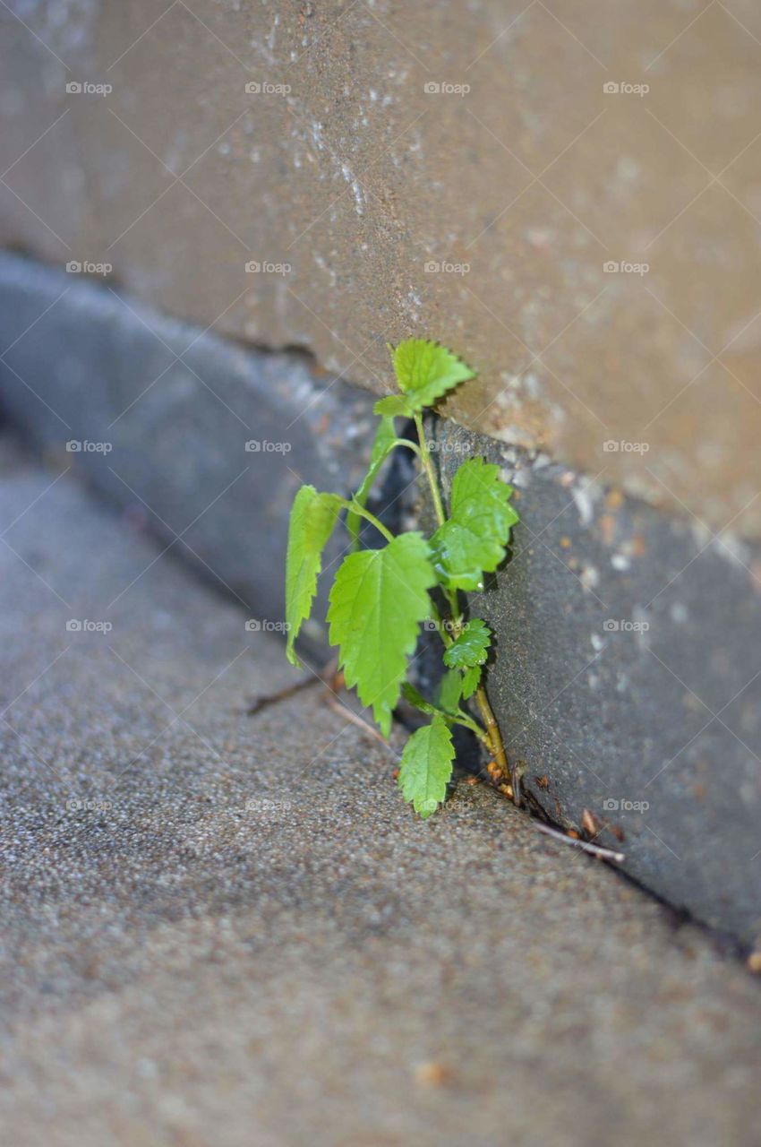 Green leaves between stone