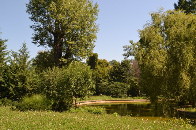 scenic tress