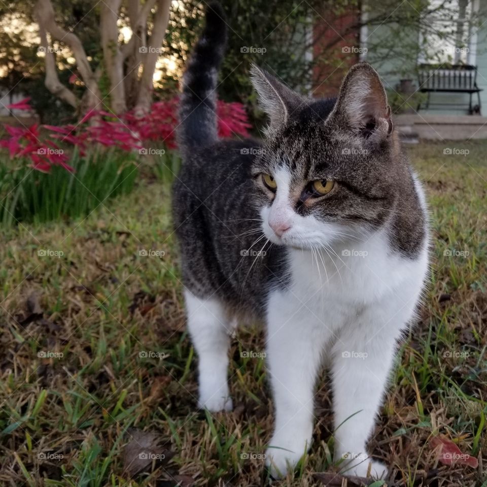 Fina our 21 year old cat in the front yard