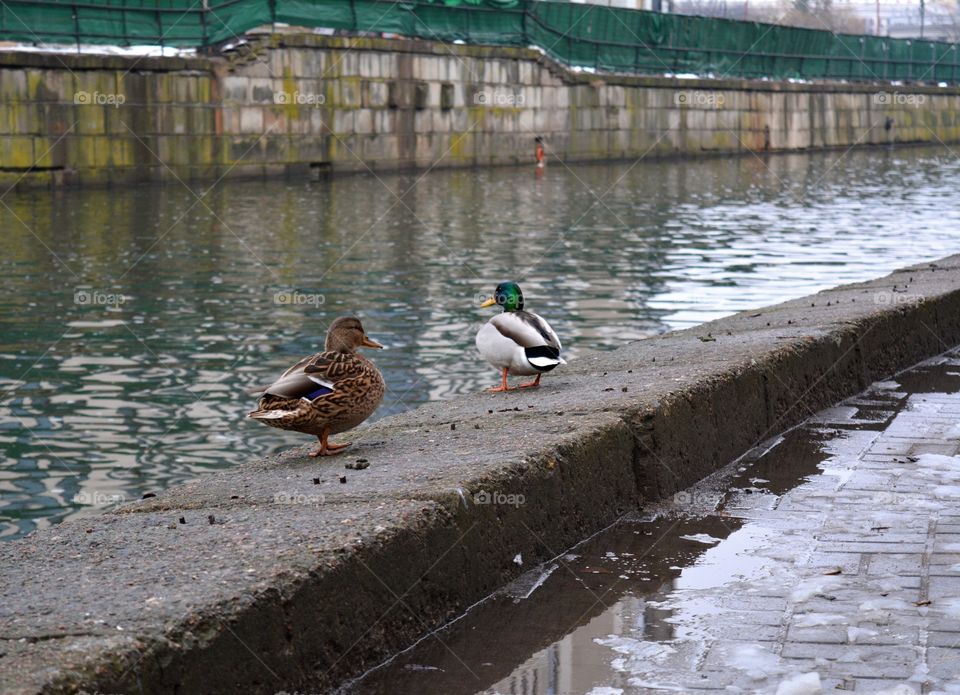 ducks couple on a stone embankment city river winter cityscape