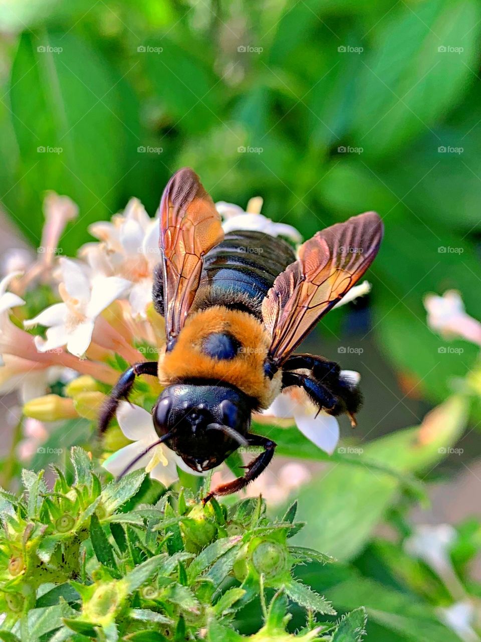 Birds & Bees - Nature in Motion - Huge Eastern carpenter bees collecting pollen. Bees are crucial pollinators that work diligently by collecting nectar and pollen from flowers, unknowingly transferring pollen from one flower to another