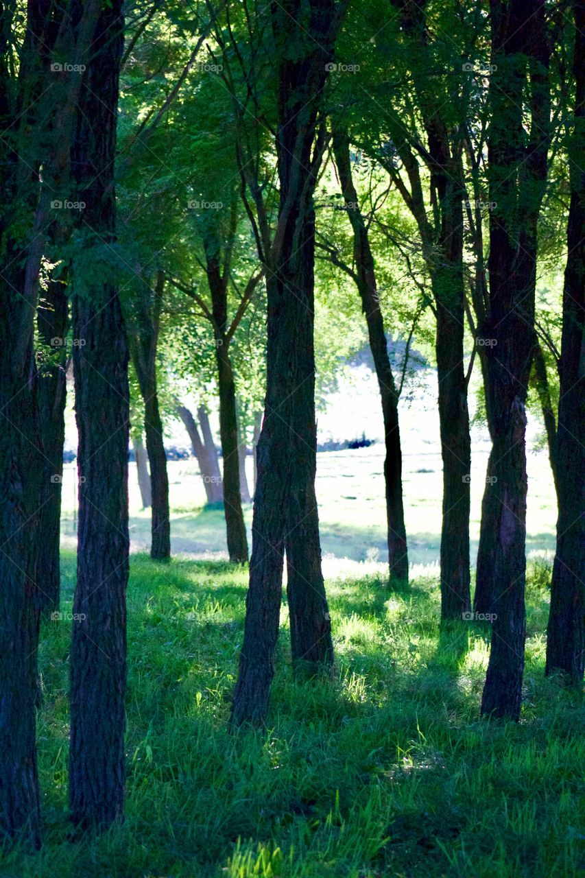 A grove of trees backlit by late summer sunshine