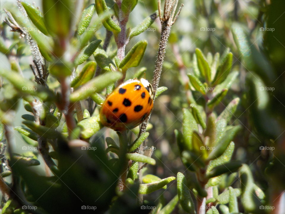 In a thyme bush