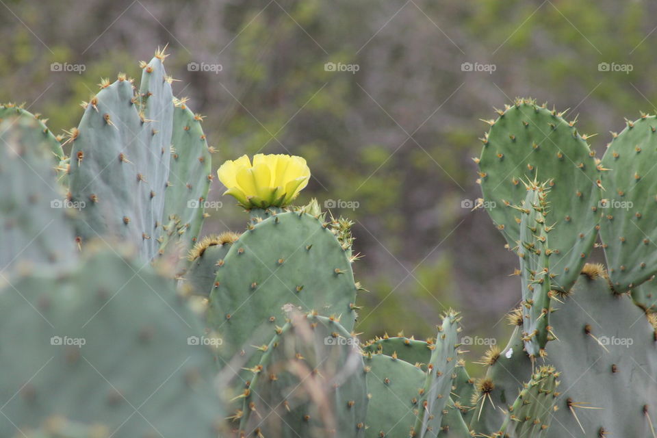 Texas Yellow Wild Flower 