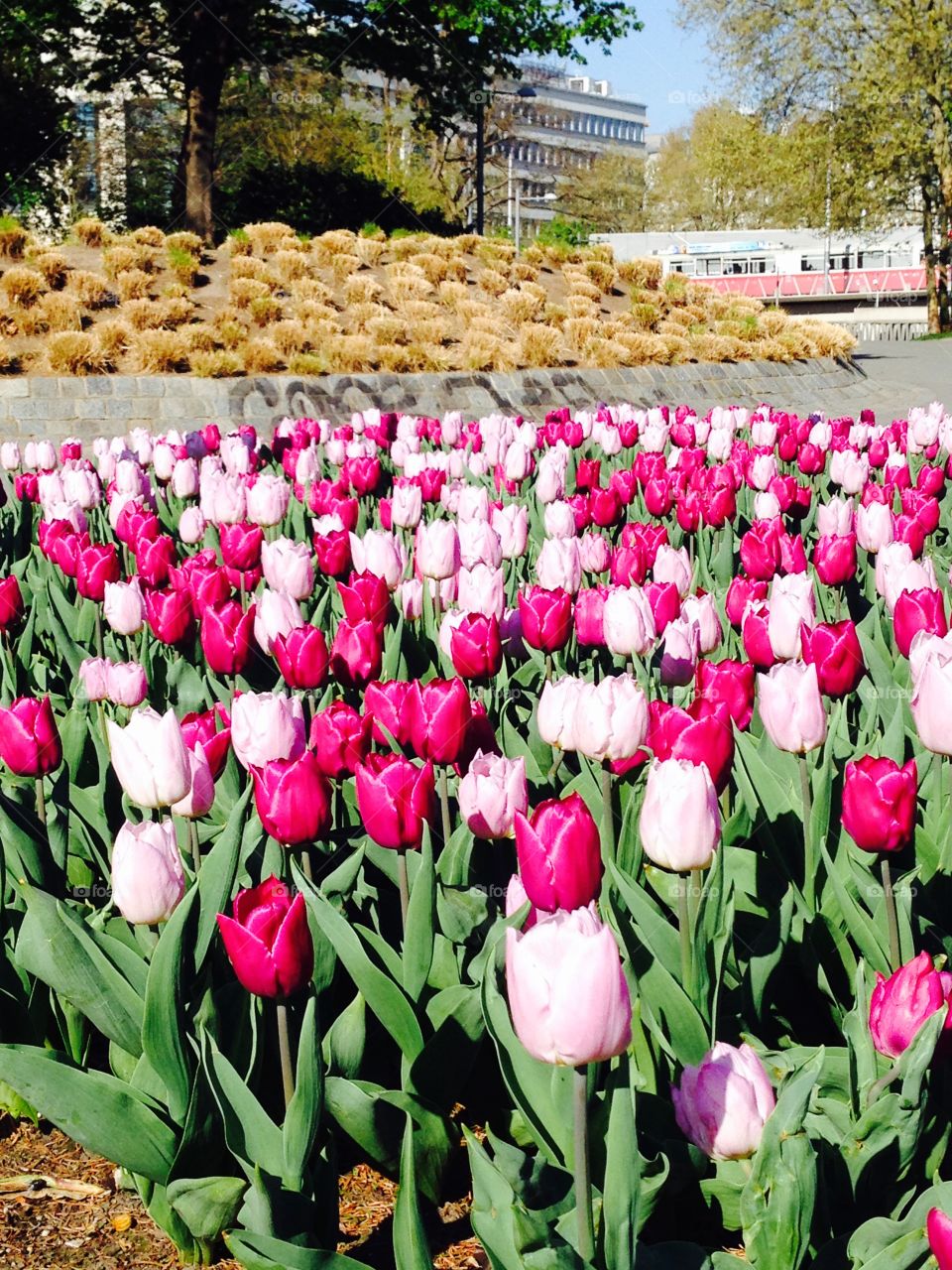 View of blooming tulips
