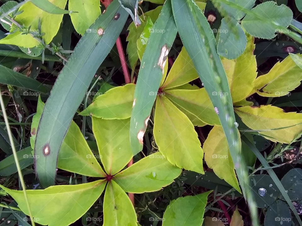 yellowing leaves