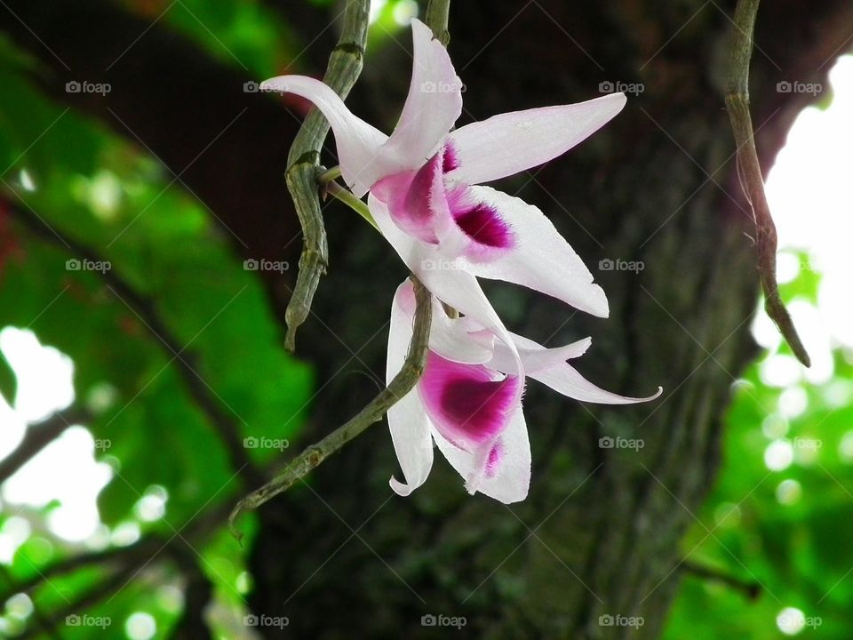Orchid in my garden. Orchid in my garden