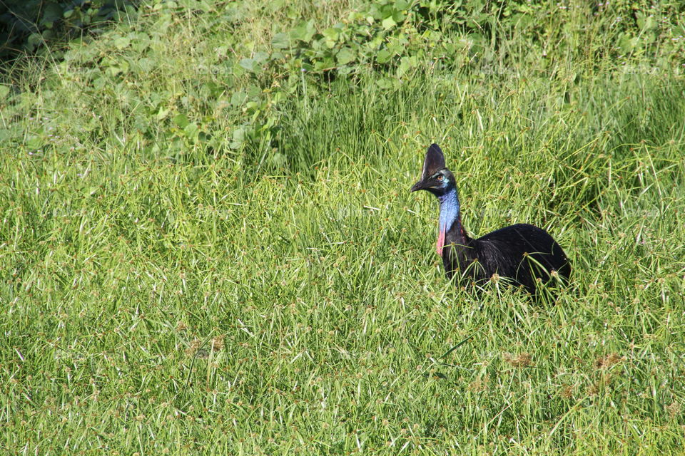 A wild cassowary . A wild cassowary at mission beach QL Australia