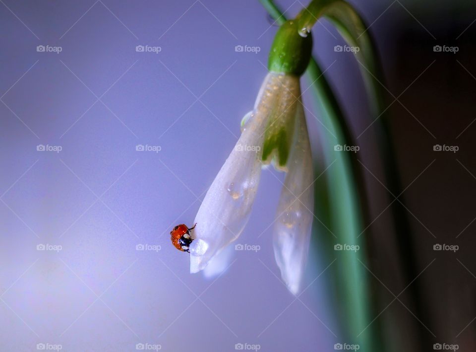 Snowdrop and ladybug 