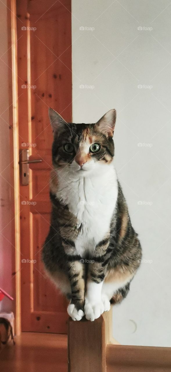 Cat waiting