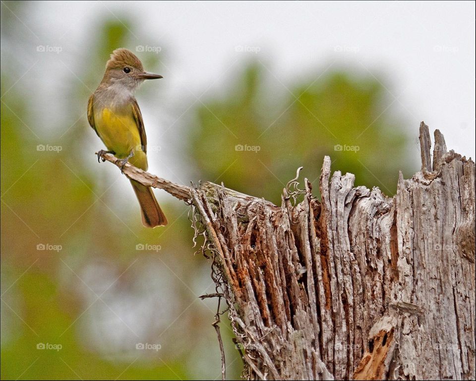 Sweet little Flycatcher.