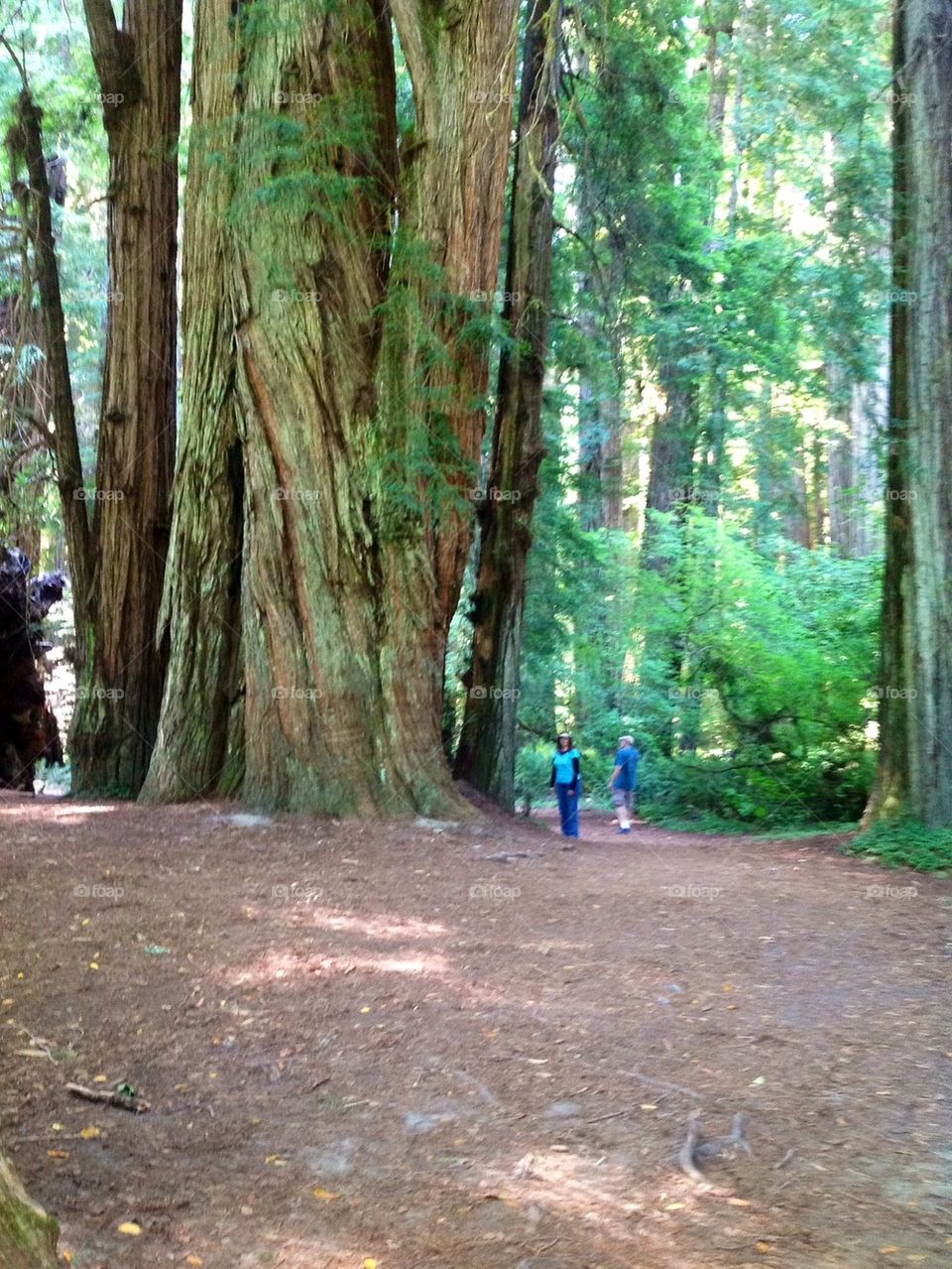 Old Grove Giants Redwoods