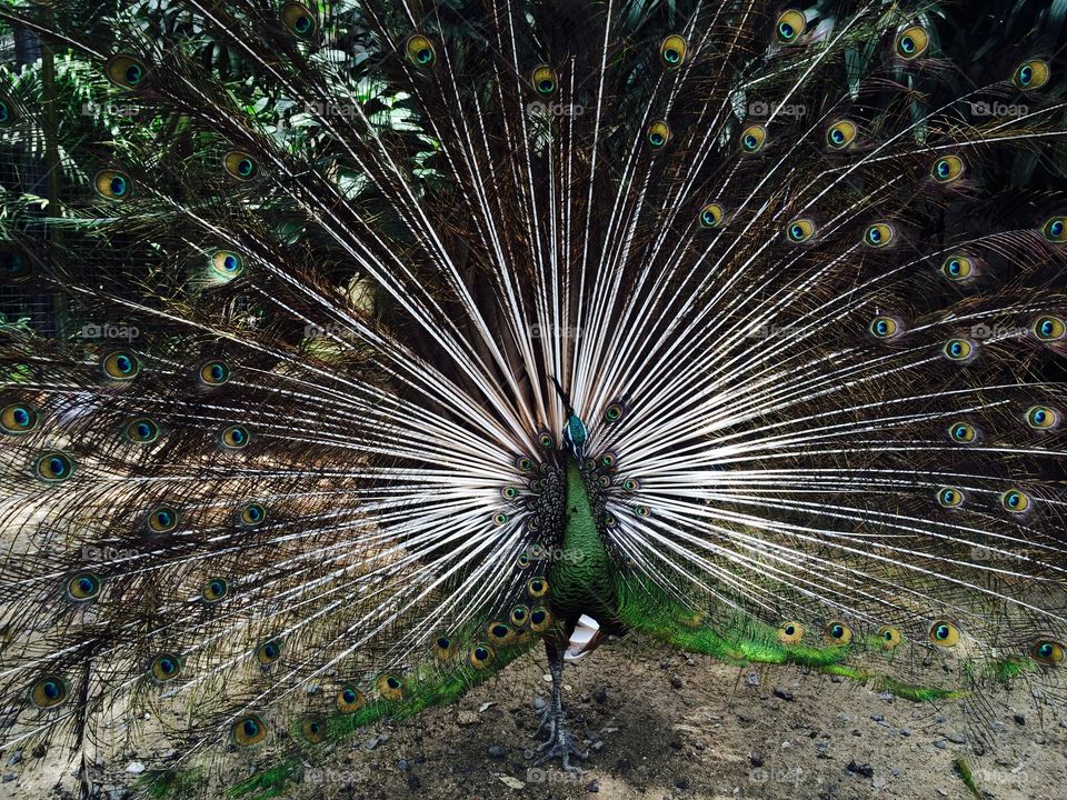 Peacock opening