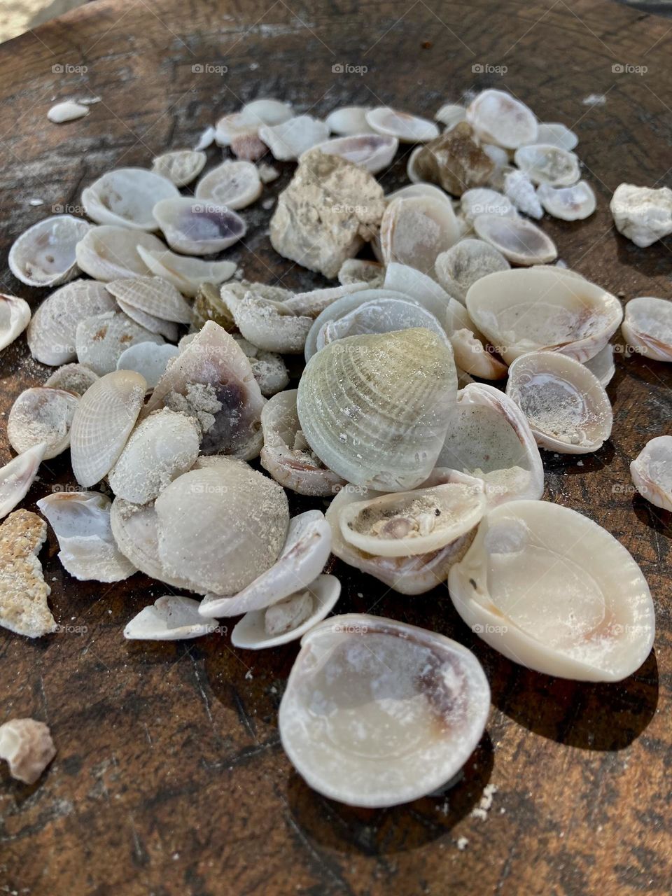 Closeup of a collection of seashells.