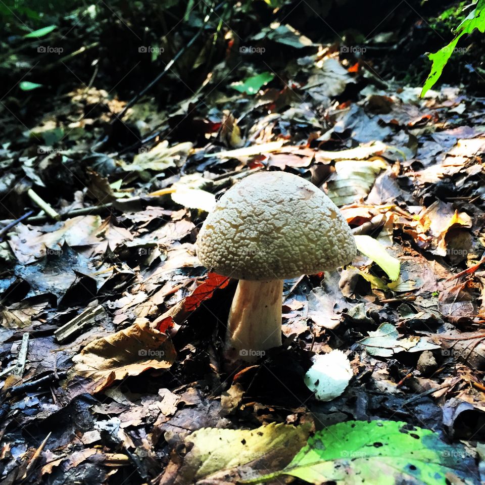 Nature. Mushroom