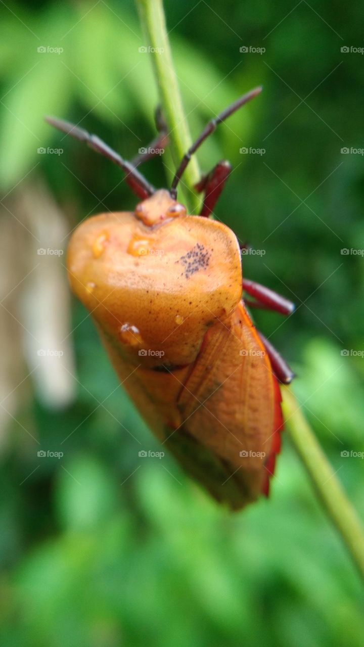 If this insect is disturbed it will emit a smellIf this insect is disturbed, it will emit a smell