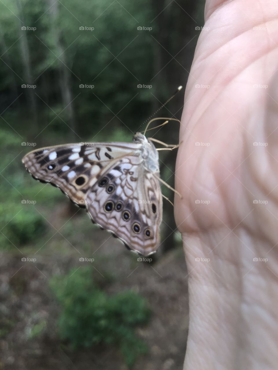 Butterfly on human hand 