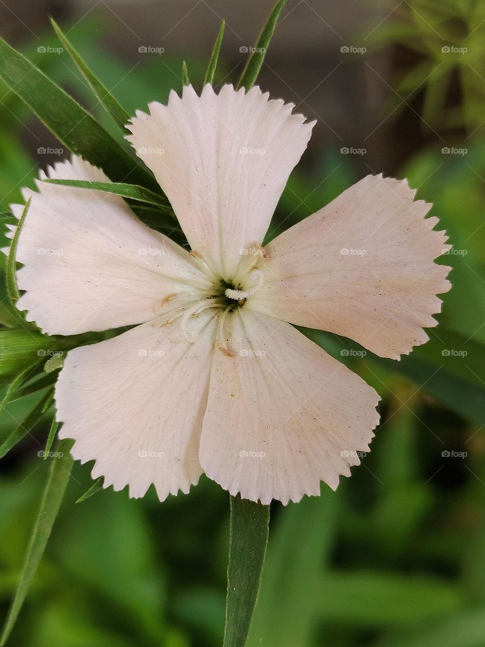white with different pattern