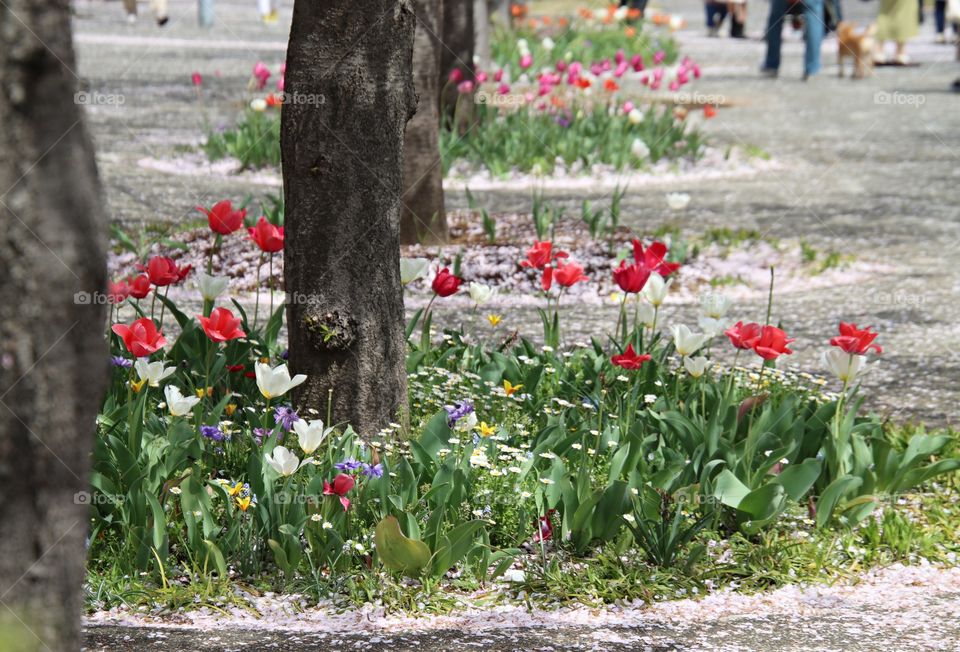 Spring tulips decoration at park