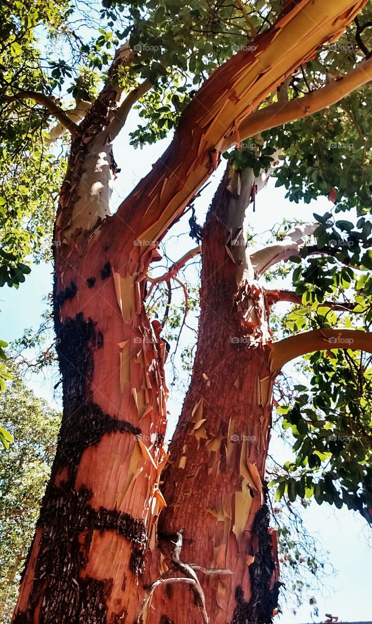 Madrone in summer peel