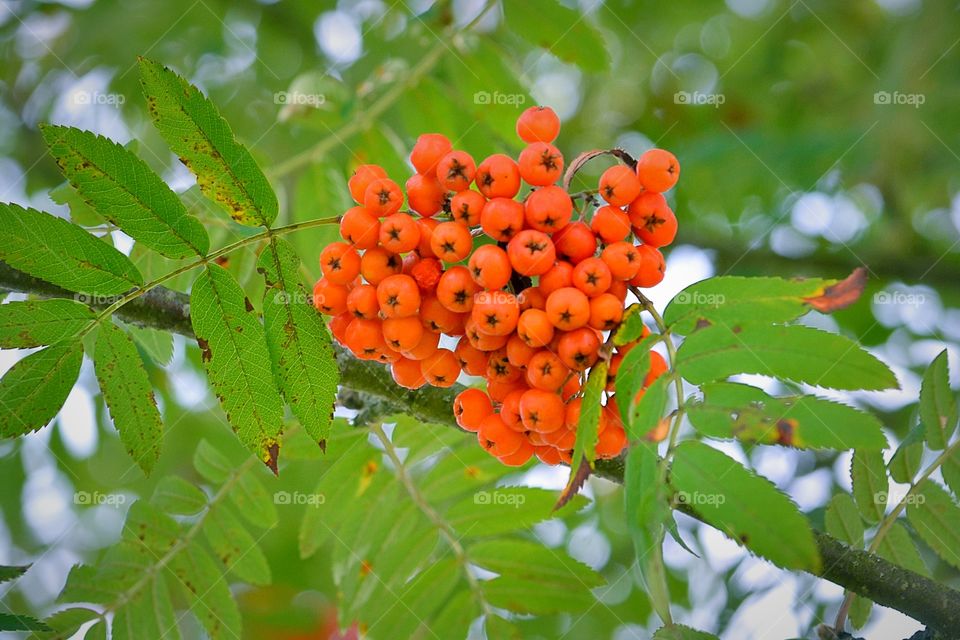 Close-up of Rowanberries