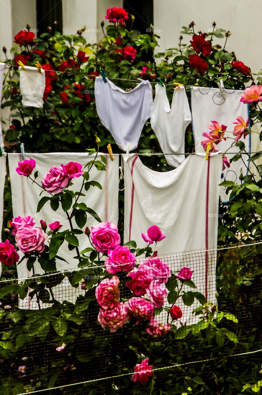 Flowers and laundry in a Urban garden