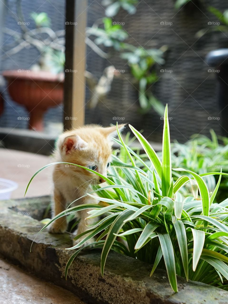 kitten playing in a garden