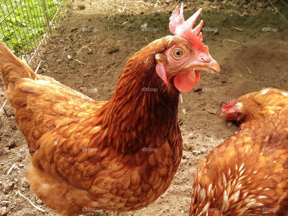 Ex Battery Hens preparing to enjoy a Summer dust bath.