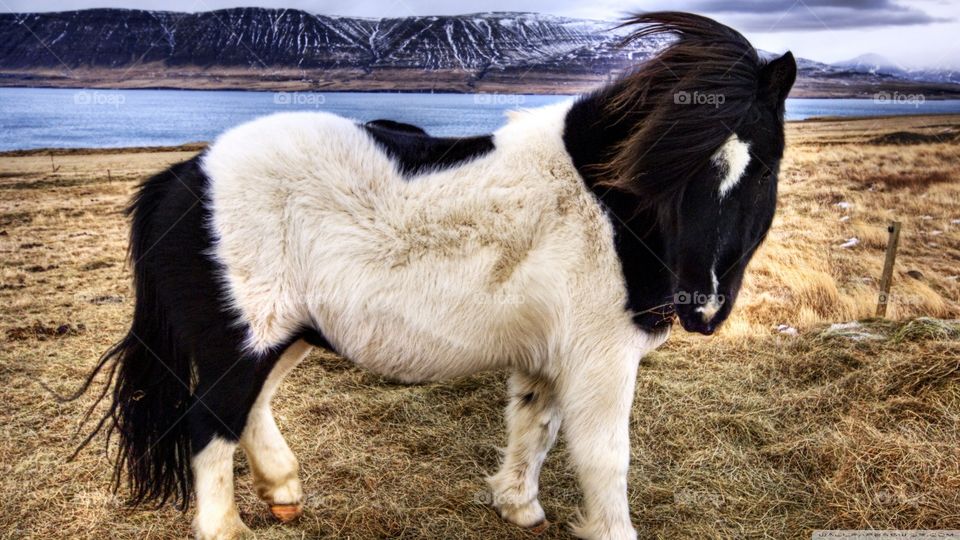 Beautiful And Amazing Animals And Birds