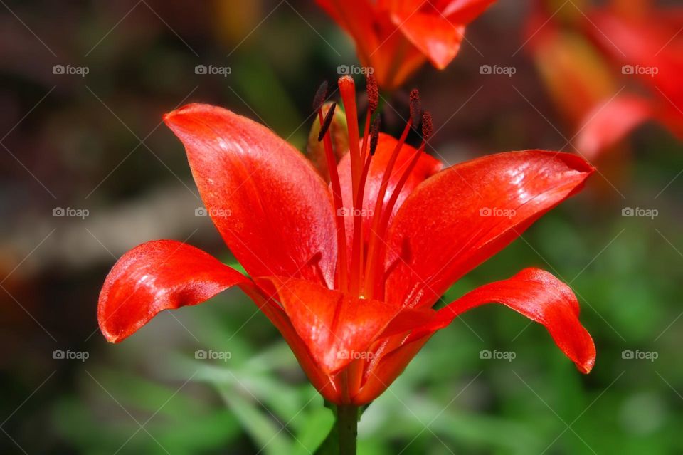 Lilly flowers