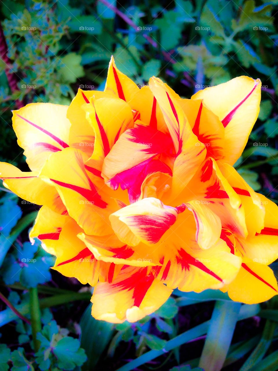 red and yellow tulip