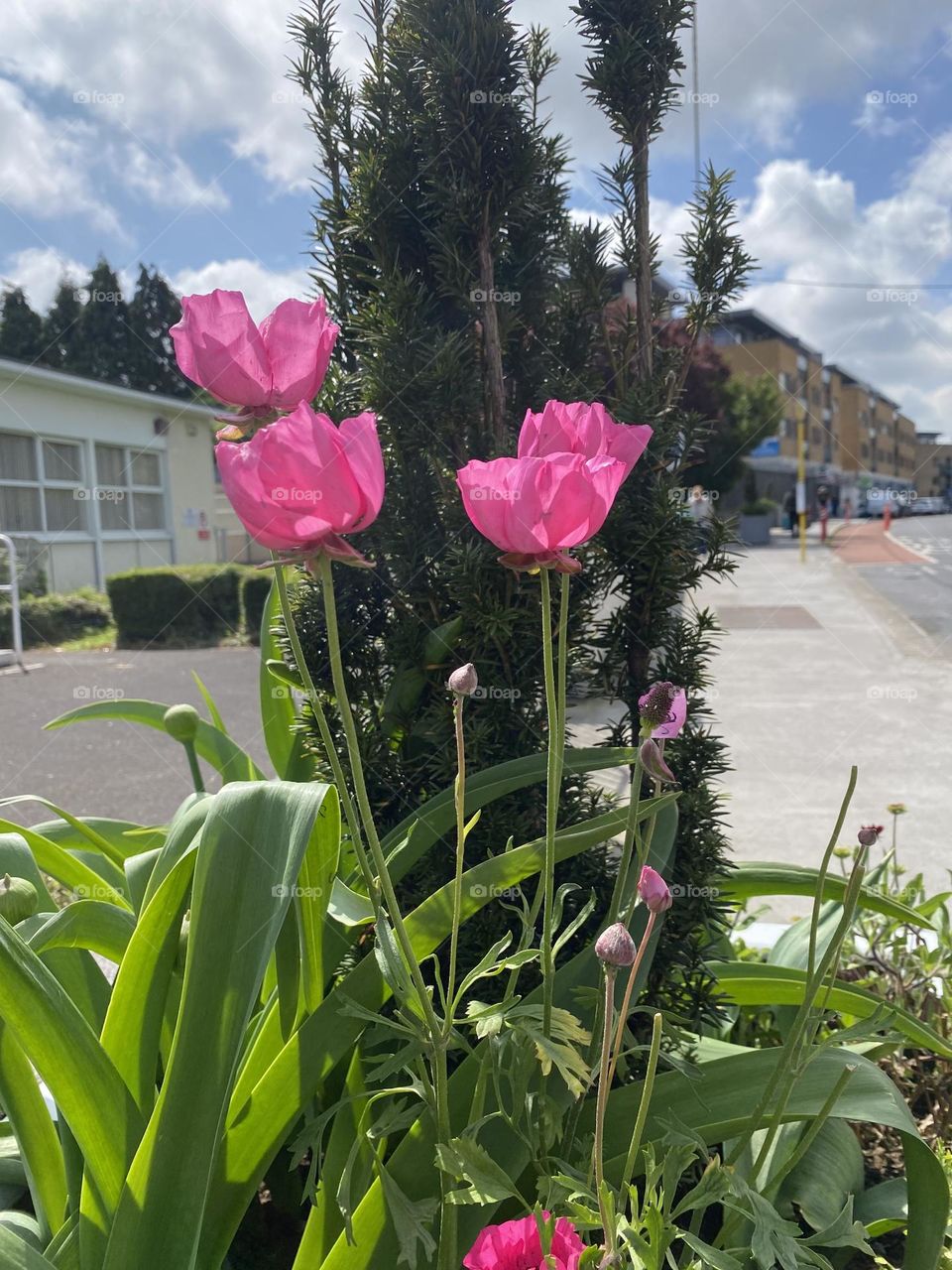 Sidewalk flowers