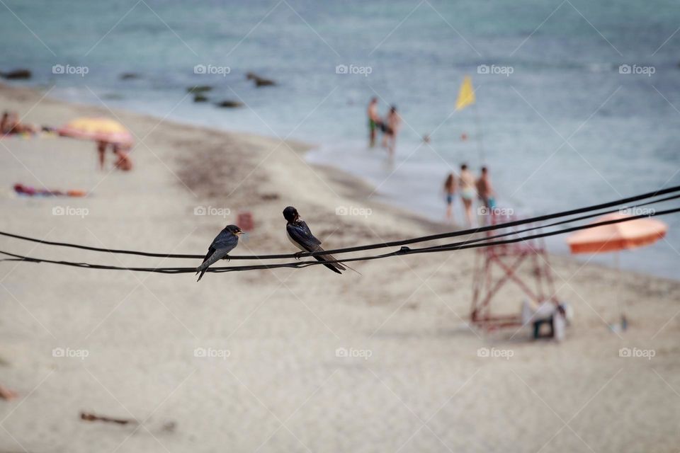 Two swallows on the wire 