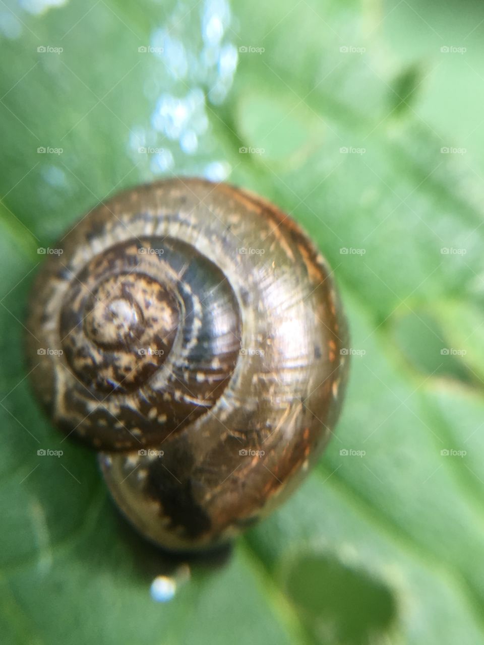 Brown snail 
