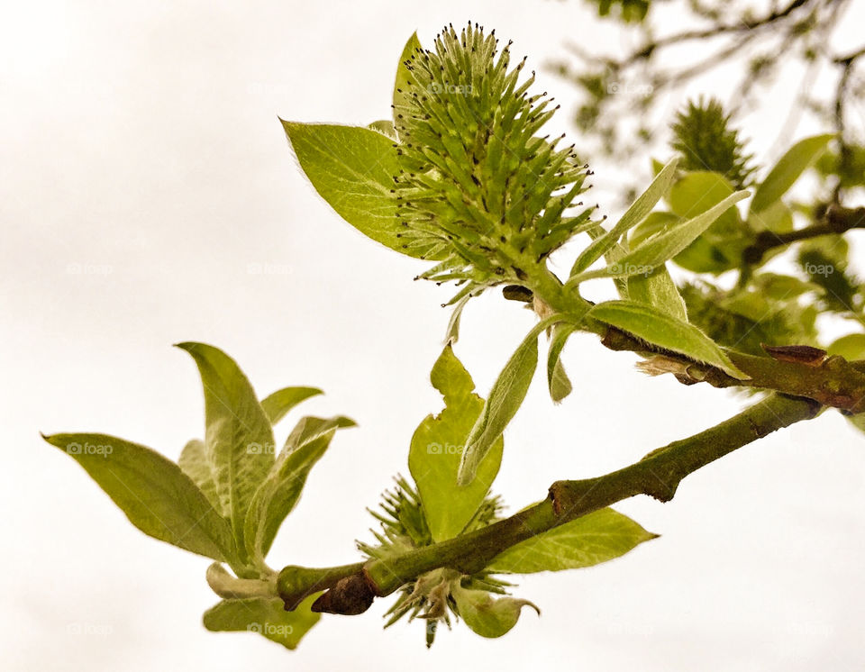 New leaves in spring. 