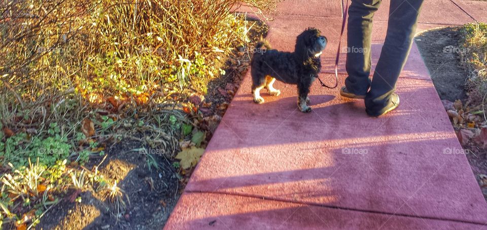 Good Dog Listening and Obeying