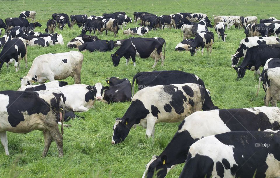 a herd of cows, and which grazes on the field