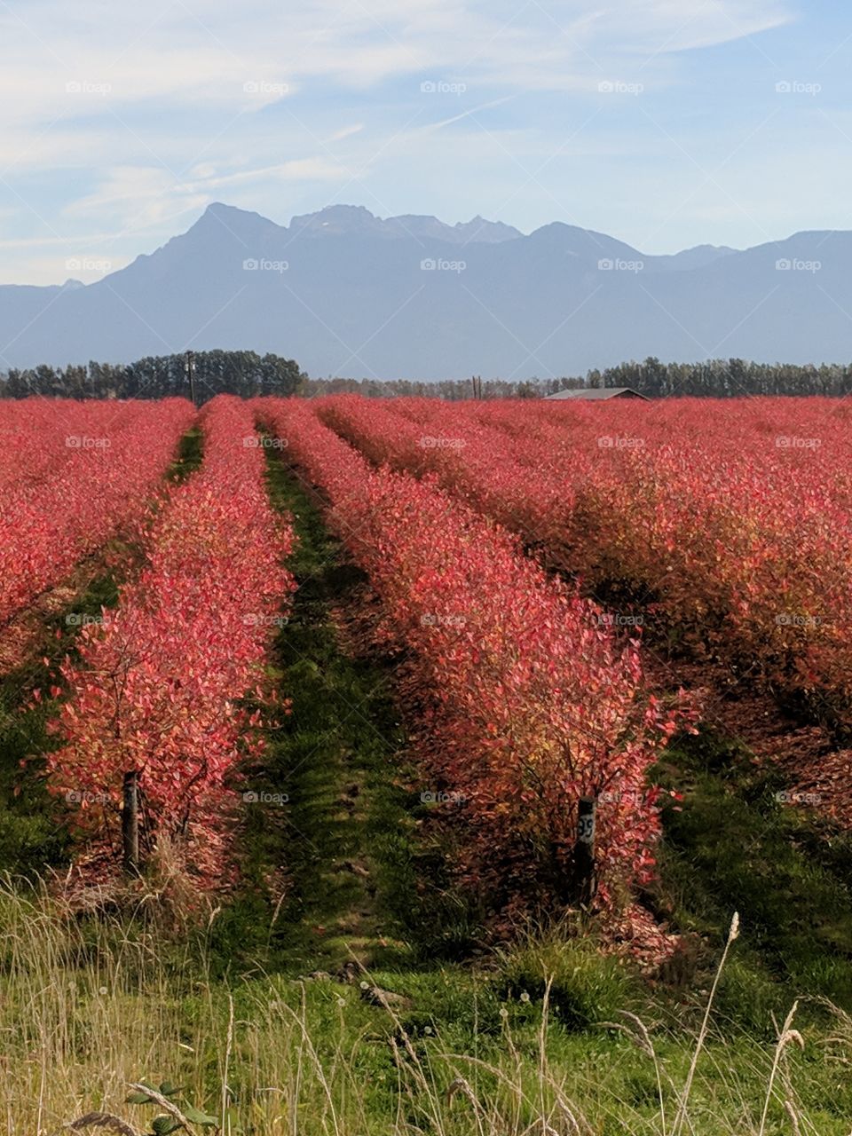 Blueberry farm during the fall. growing blueberries. mountain valley. red blueberry plants