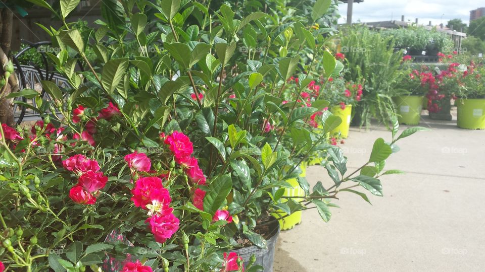 pink flowers at nursery