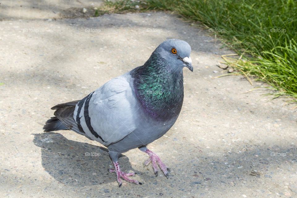 Pigeon.