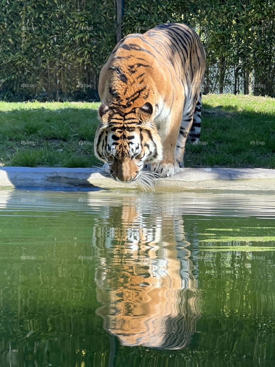 Tiger drinking water