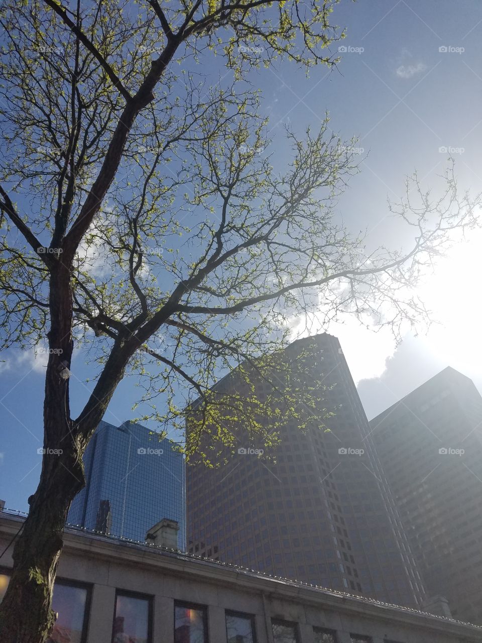 Tree, City, No Person, Building, Sky