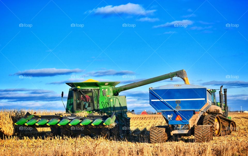 Corn Harvest 