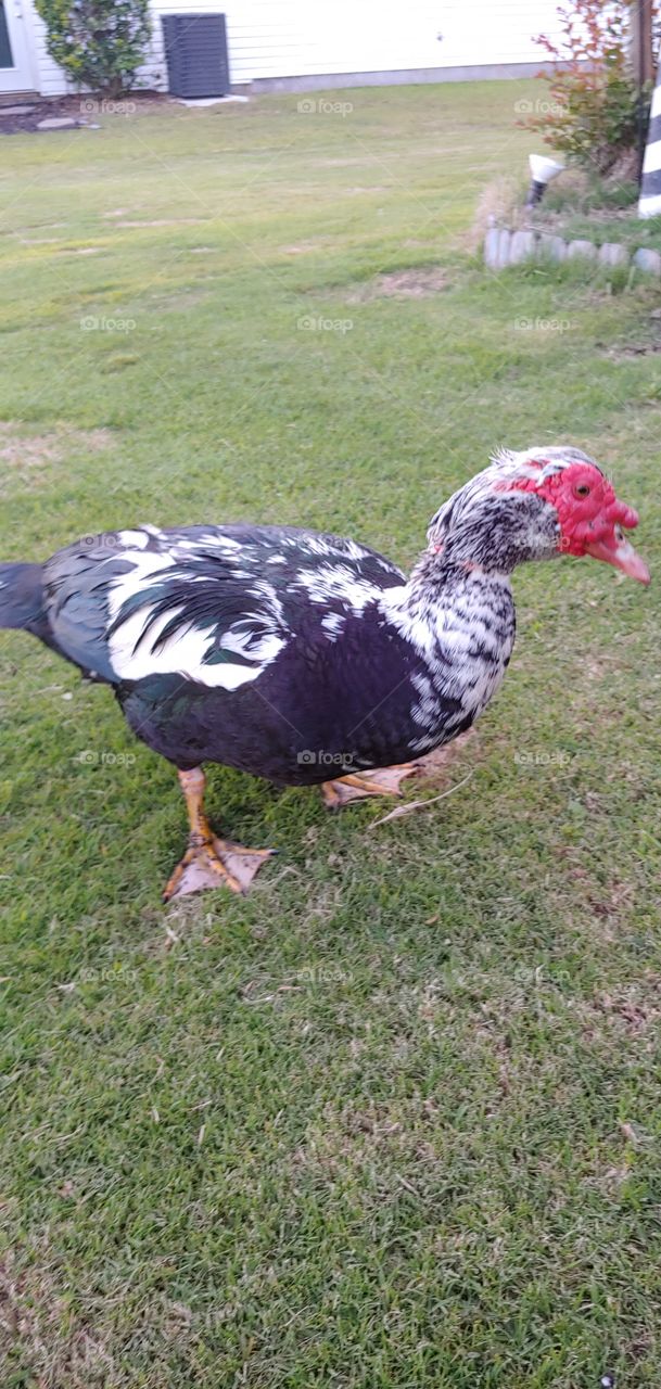Muscovy duck