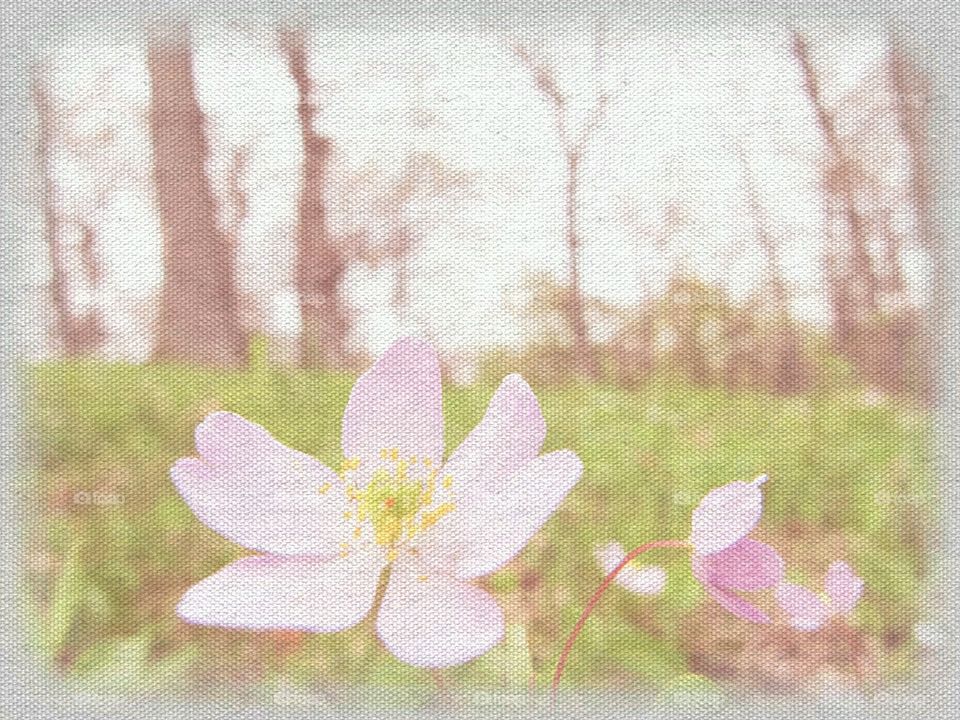 Flower, Nature, Flora, Summer, Leaf